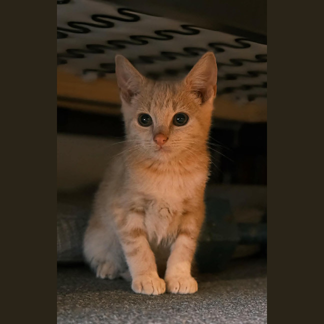 Photo of Claratyne