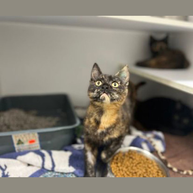 Photo of Willow