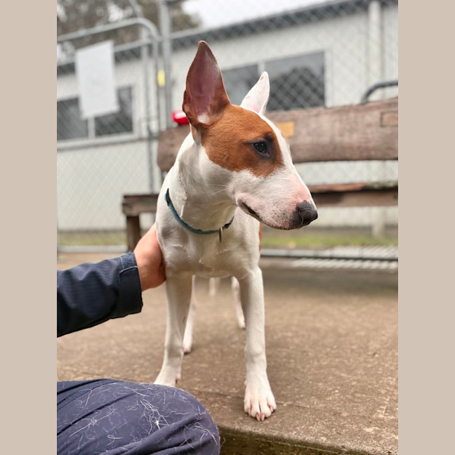 Photo of Penny