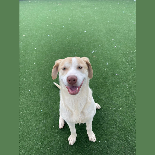 Photo of Gromit Imp 1418