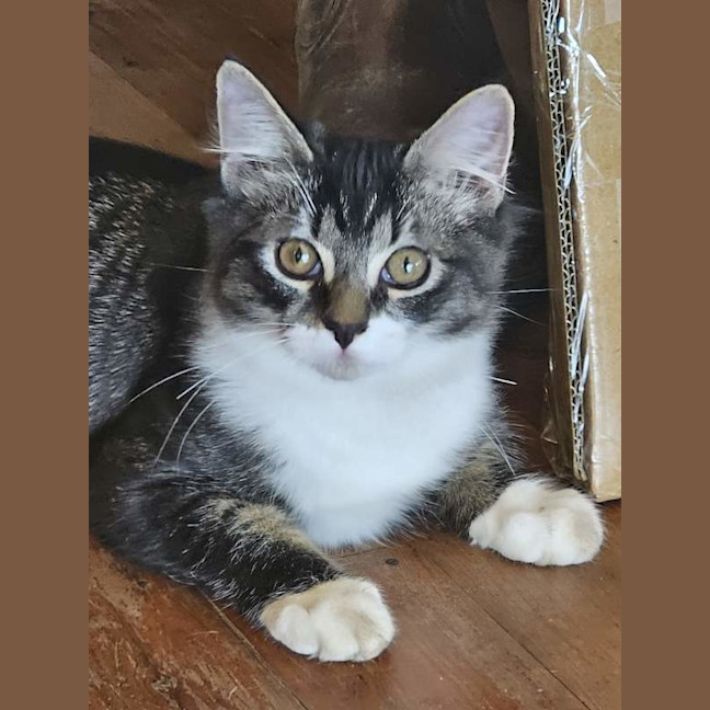 Photo of Winston