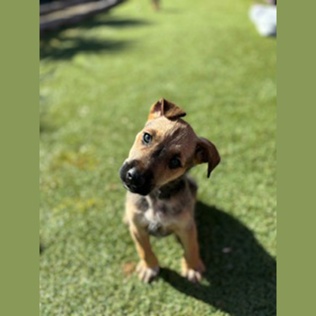 Photo of Frankie (Was Ronald)