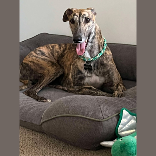 Photo of Vinnie, The Greyhound