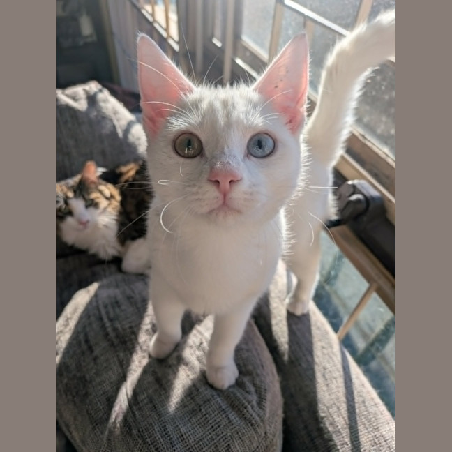 Photo of Pretzel