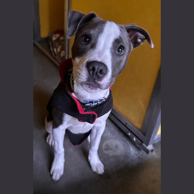 Photo of Snoopy