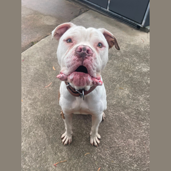 Photo of Goose