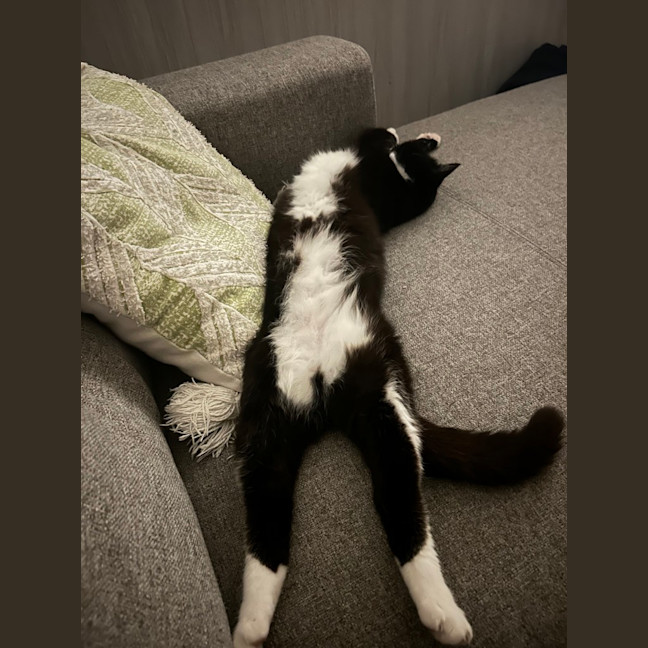Photo of Big Best Baby Boy Bernard