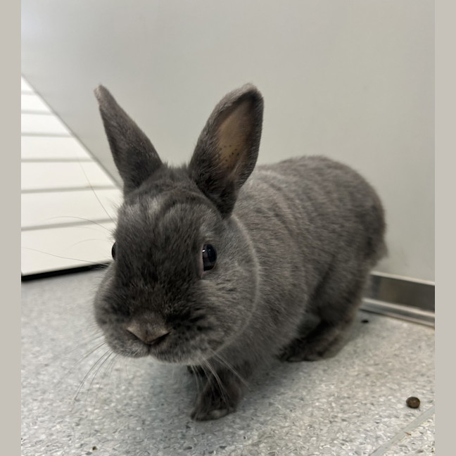 Photo of Bonnie Grey