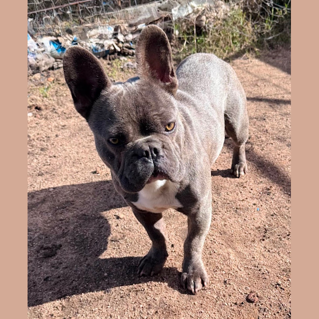 Photo of Hugo