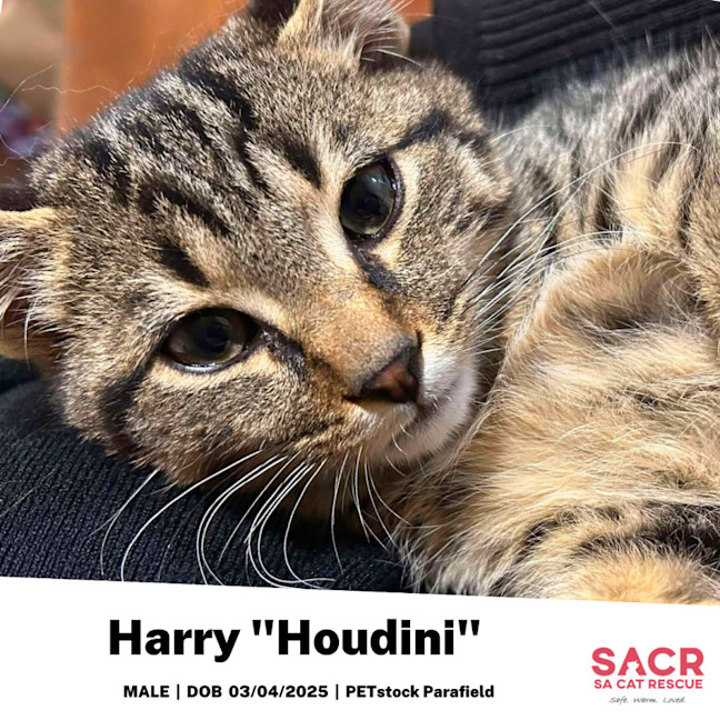 Photo of Harry "Houdini"