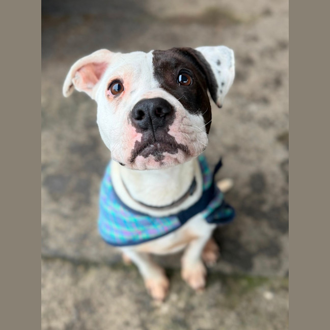 Photo of Scrappy Doo