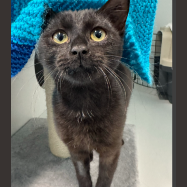 Photo of Liquorice