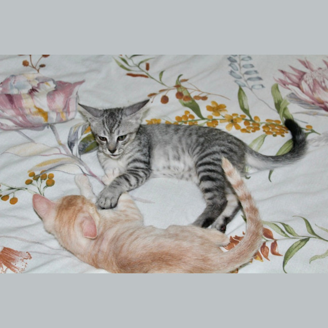 Photo of Tigger