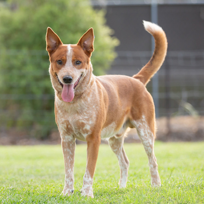 Photo of Rusty