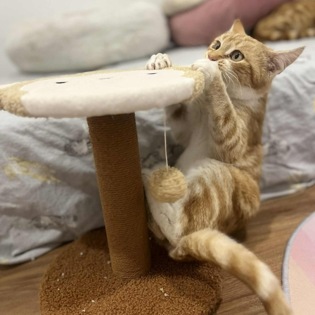 Photo of Rupert   In Foster Care In Doreen