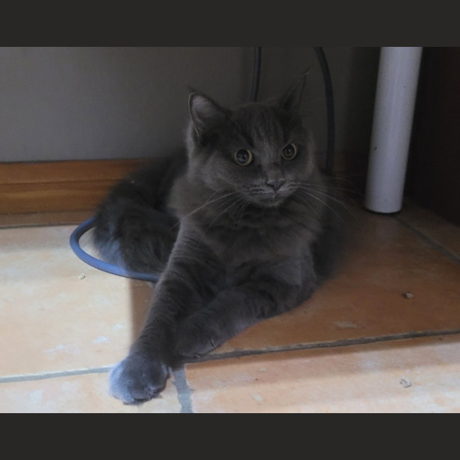 Photo of Pomperluffler