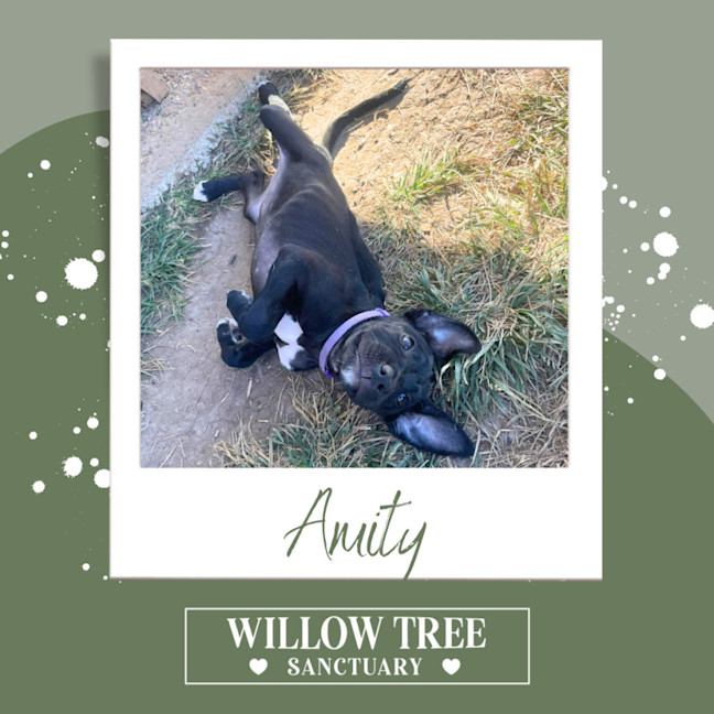 Photo of Amity