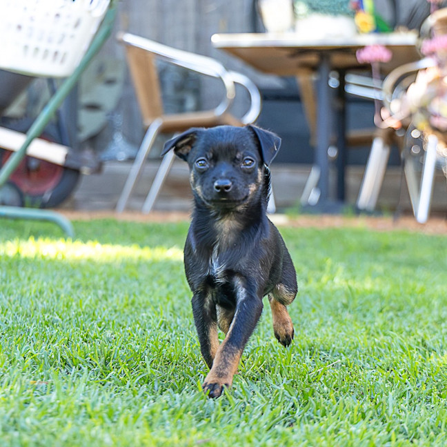 Photo of Rikki