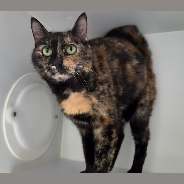 Photo of Pebbles