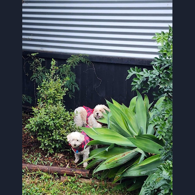 Photo of Simba And Lumi