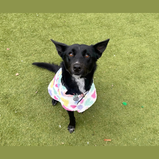Photo of Bandit