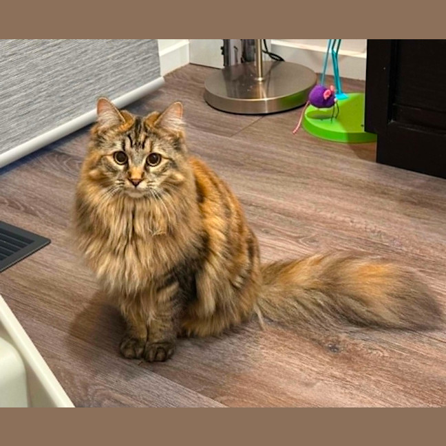 Photo of Missy ** 2nd Chance Cat Rescue **