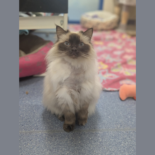 Photo of Gin Fizz (Catalina)