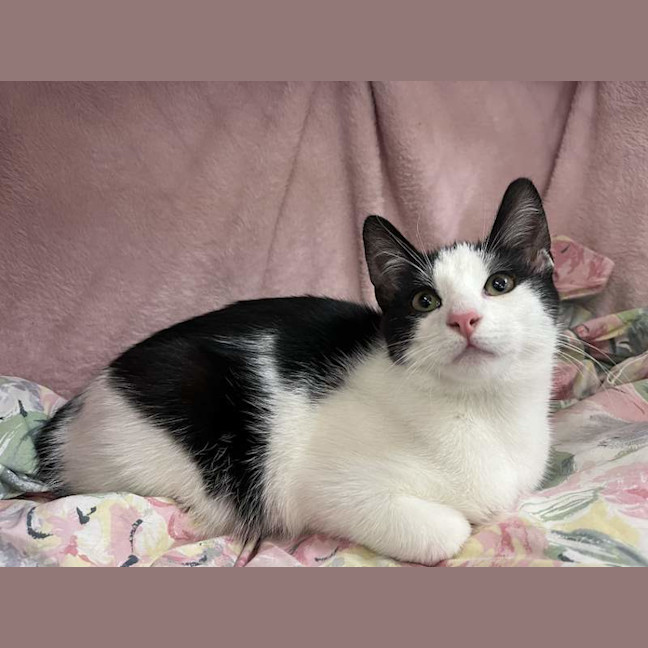 Photo of Pringle