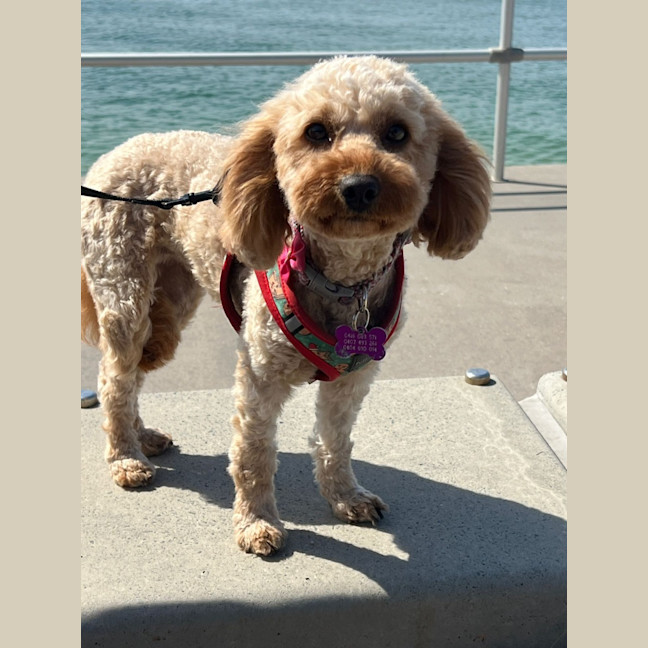 Photo of Halle