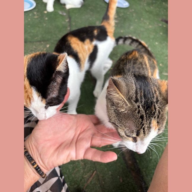 Photo of Cashew (And Kitkat)