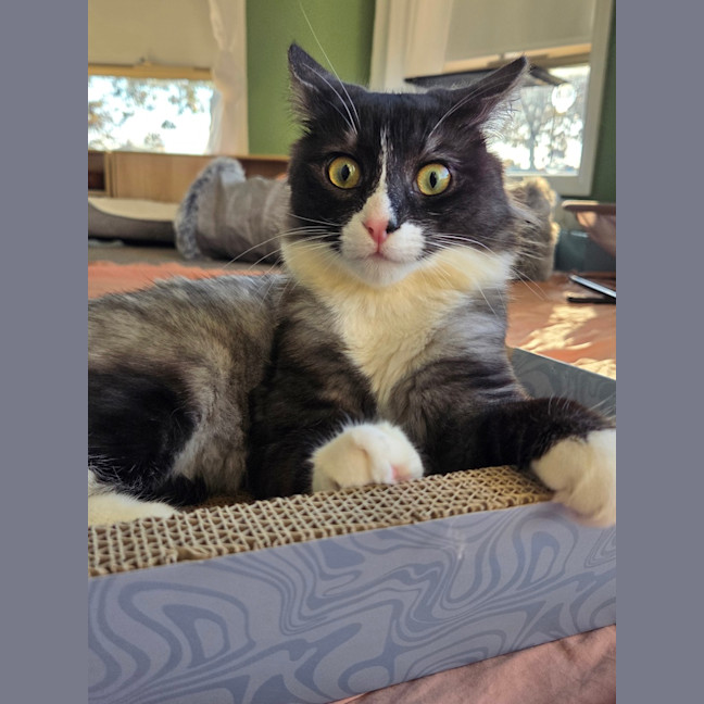 Photo of Cassiopeia (Was Truffle)