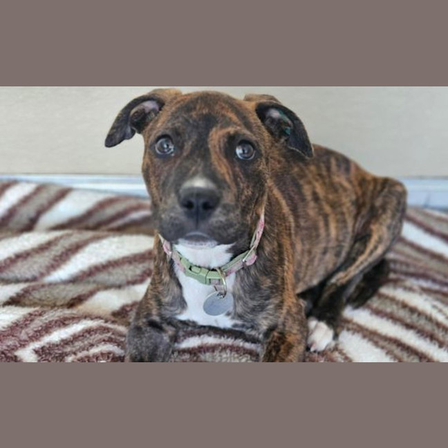 Photo of Maximus