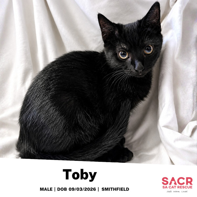 Photo of Toby
