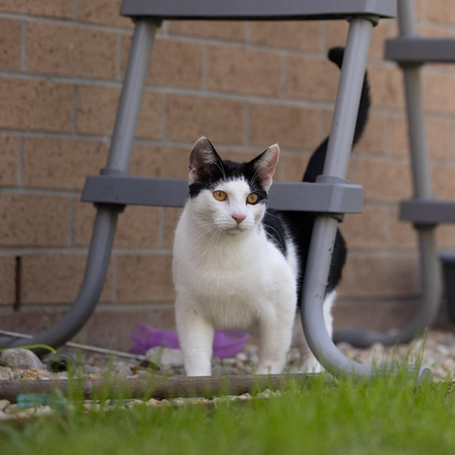 Photo of Chilli   In Foster Care In Cranbourne