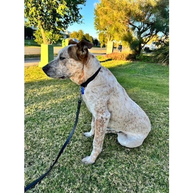 Photo of Smoky *$350 Adoption Fee*