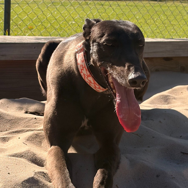 Photo of Katarina The Greyhound