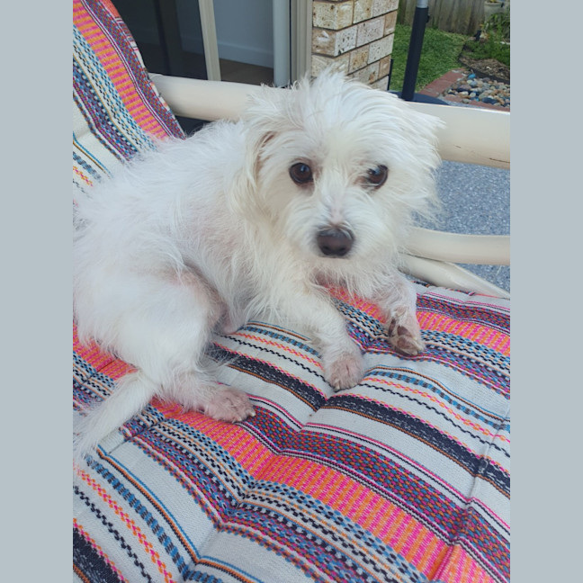 Photo of Poppy