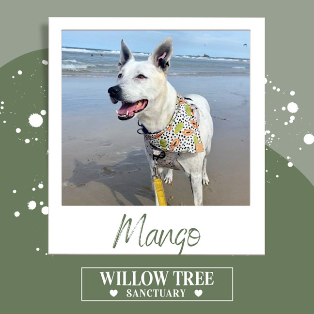 Photo of Mango