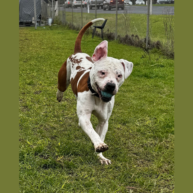 Photo of Sully