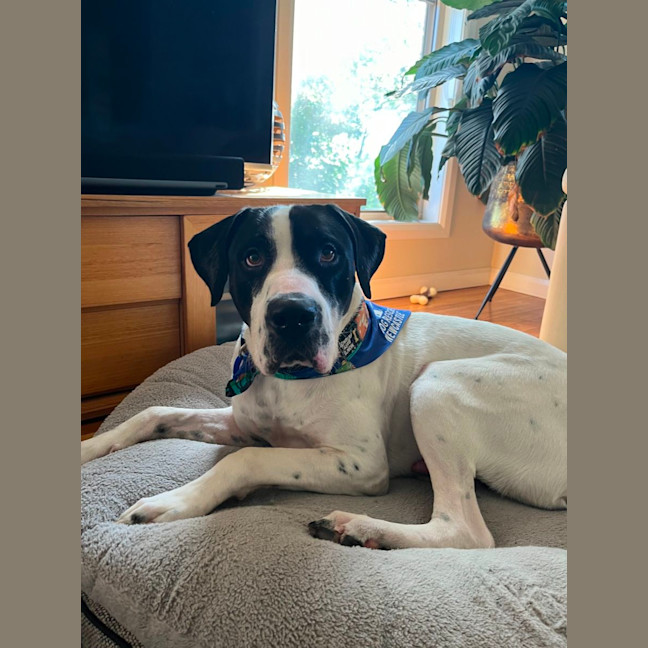 Photo of Mac   2 Year Old Bull Arab X