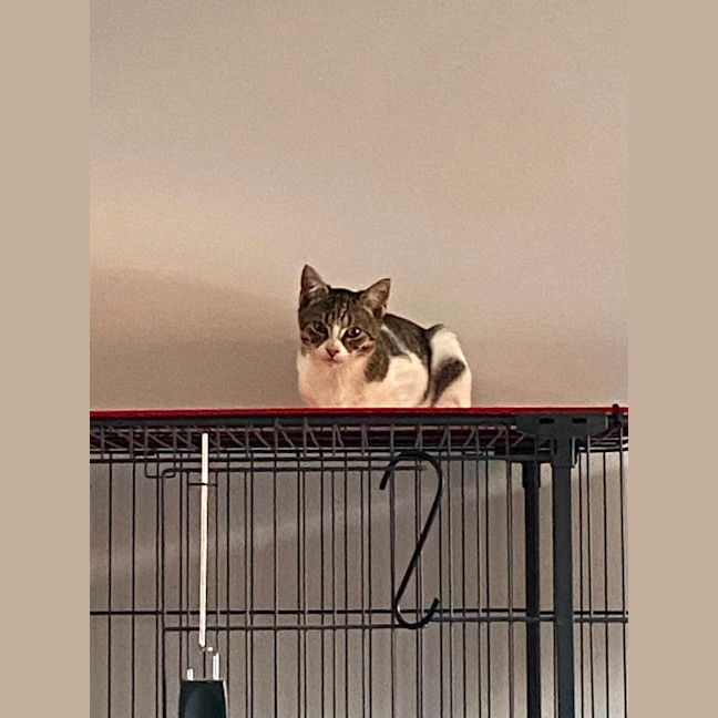 Photo of Ginny (Weasley) Of Harry Potter Fame