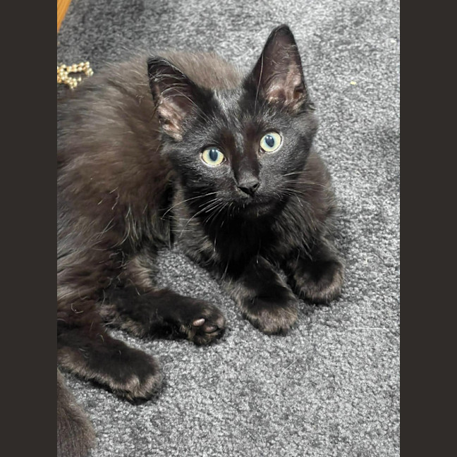 Photo of Salem *9 Lives Project Rescue*