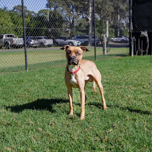 Photo of Chook