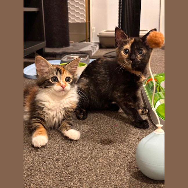 Photo of Astrid & Yogi