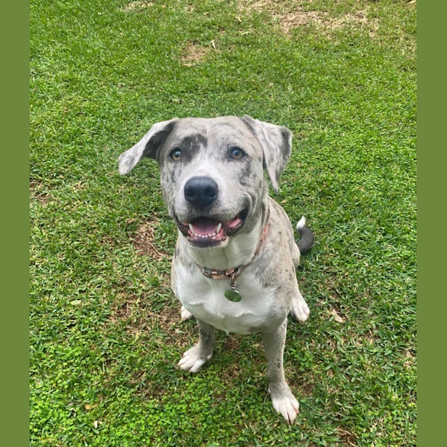 Photo of Winnie *$350 Adoption Fee*