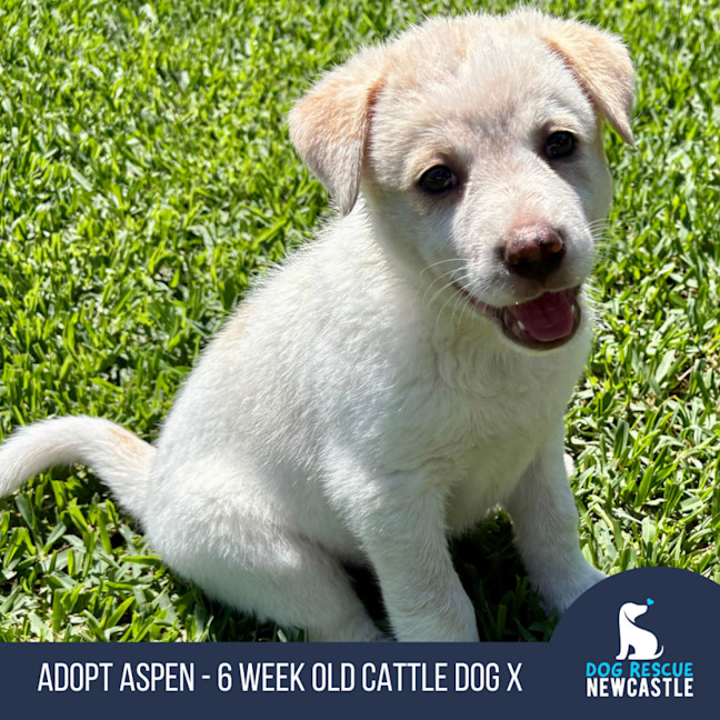 Photo of Aspen   6 Week Old Cattle Dog X