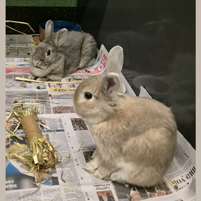Photo of Ghost (Bonded With Casper)