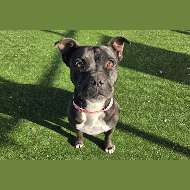 Photo of Flower Imp 496