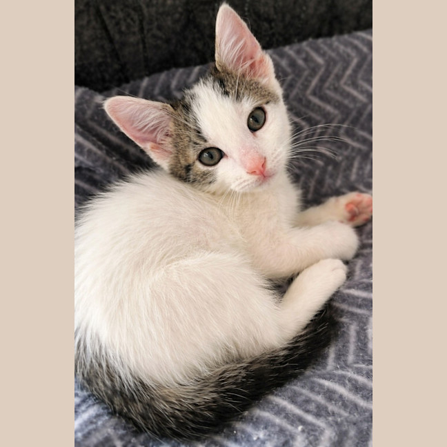 Photo of 🐾 Mogwai 🐾