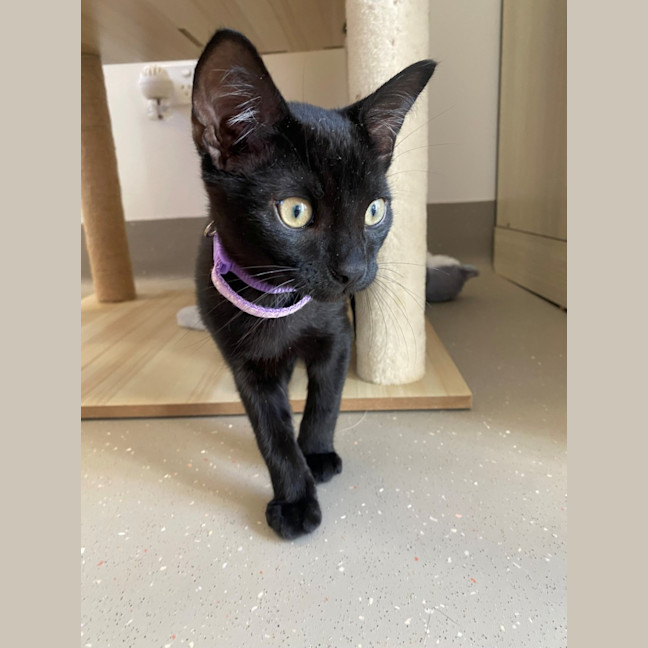 Photo of C1487 Vincent